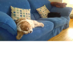 the animal frends