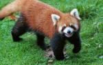 Red panda empire!