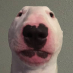 dank dog clothing