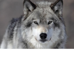 .:*The Wolf Pack*:.