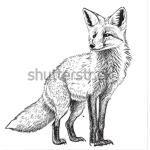 Foxs Family