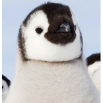 Penguins assemble gang