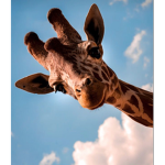 Lara the giraffe