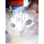 Catskittenskittys