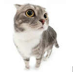 owcie
