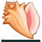 The Conch Bubbies
