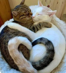 I GATTINI MIEI<3