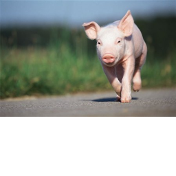 Oink runners 🐷