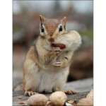 chip munk lovers