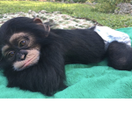 Monkey time