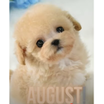 Strawberry dog group