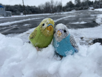 Lemongrazz and Blue