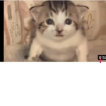 Its mesum