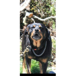this is for my dog marley please enjoy