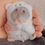 hamster Lindo vengan a unirse