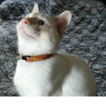 Cats Rule Rats Drule