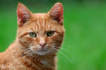 Club Of The Very Important Cats