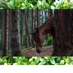 | Pine River Equestrian Center |