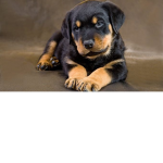 Puppy kid squad