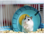 United States of the hamsters