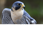 The bird of prey