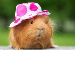 guinea pig army rules