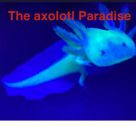 The axolotl paradise