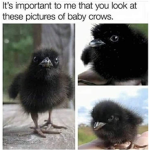 Tiny crows