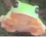 Frogs Da Best
