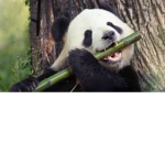 Pandas are amazing duh