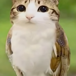 Meowl meowl meowl