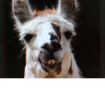 Bahamas lama