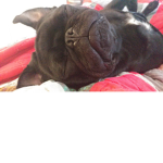 Pugs Here Pugs Everywhere