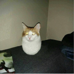 CATGRL$$