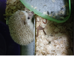 Giovan