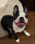 Maui The Boston Terrier
