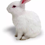fuzzybunnies