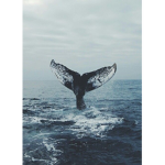 Whale Aesthetics