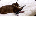 CHAT0S