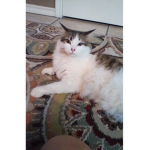 Buttercup my cat