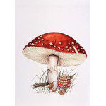 Mushymushrooms