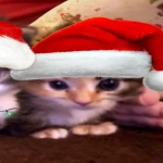 KITTYSLX Group Thumbnail
