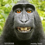 monky feets