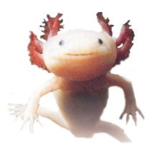 #Axolotl nation
