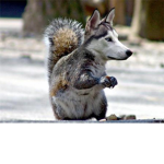 The Wolf Lovers :)