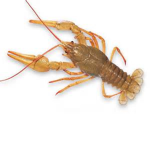 W Crayfish Squad