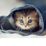 Cutest cat meow