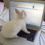 bunny x_o