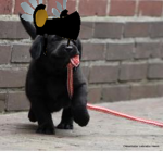 puppy squad
