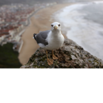 House of the seagulls